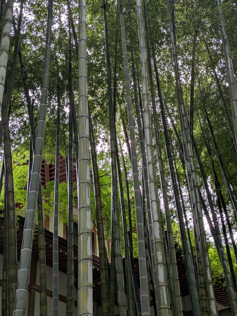 Bamboo grove