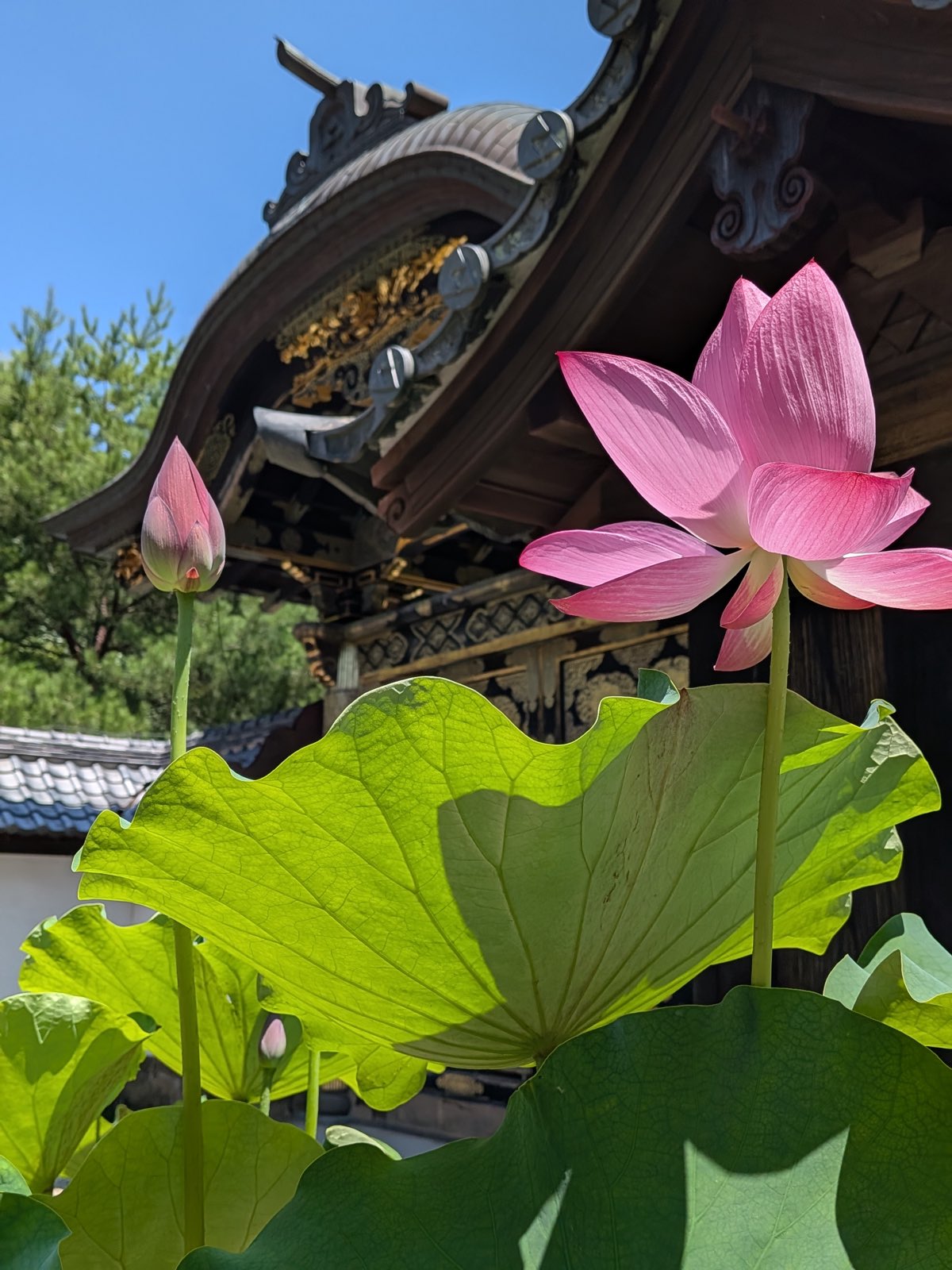 Lotus in flower