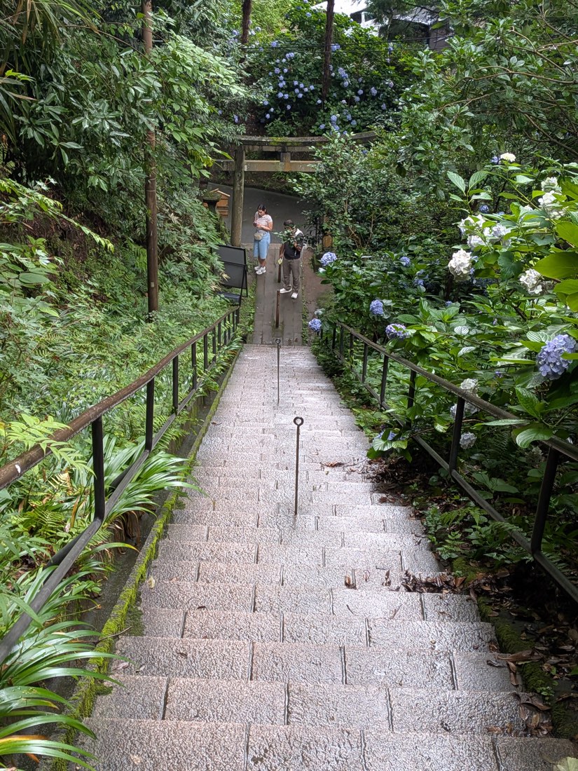 Hydrangeas beside temple steps in Kamakura